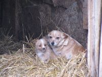 Mažas šuniukas su savo mama